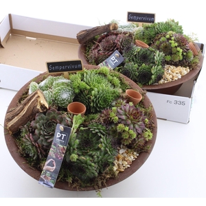 ARR SEMPERVIVUM