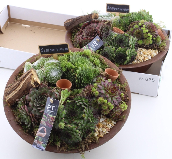 <h4>ARR SEMPERVIVUM</h4>