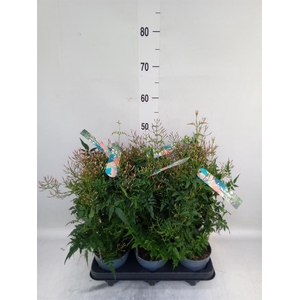 Jasminum polyanthum