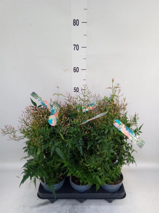 <h4>Jasminum polyanthum</h4>