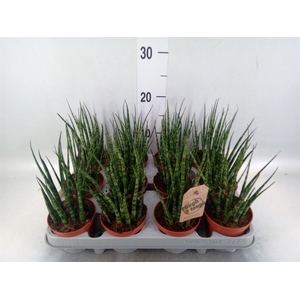 Sansevieria  'Fernwood'