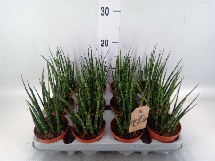 <h4>Sansevieria  'Fernwood'</h4>