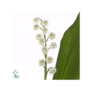 CONVALLARIA P ST HOLL