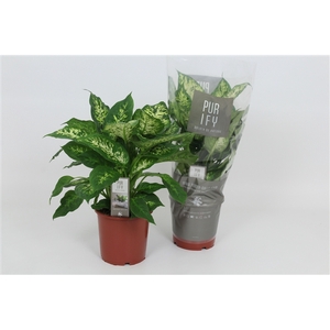 Purify Dieffenbachia Compacta 17 cm