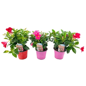 Dipladenia rio