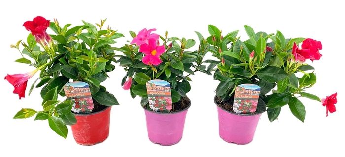 <h4>Dipladenia rio</h4>