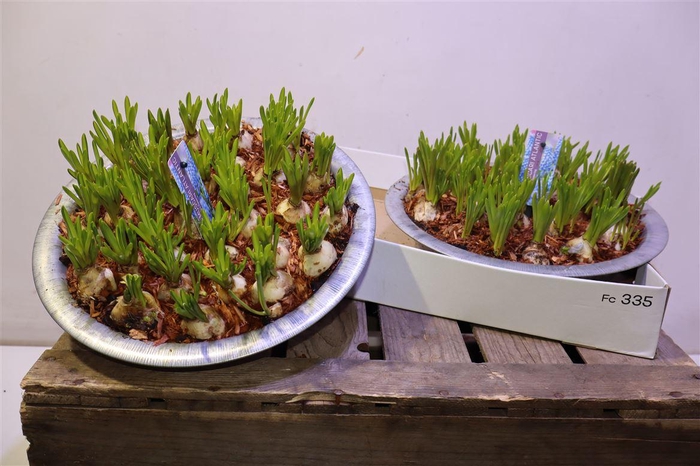 <h4>Muscar Atlantic</h4>