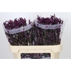 Anigozanthos Bush Merlot