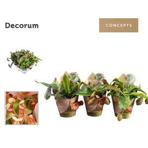 Nepenthes mix 8,5 cm in potcover (Decorum)