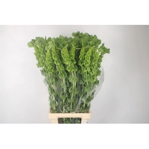 Moluccella Stuk