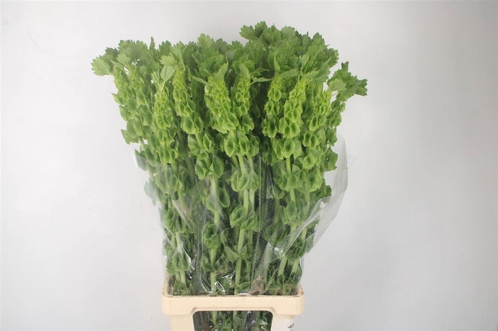<h4>Moluccella Stuk</h4>