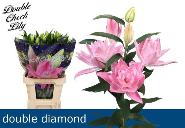 <h4>LI OR DU DOU DIAMOND</h4>