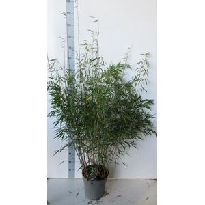 Fargesia scabrida 'Asian Wonder' P27