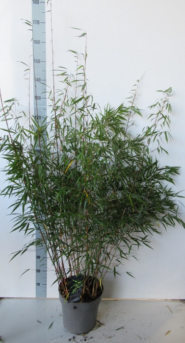 <h4>Fargesia scabrida 'Asian Wonder' P27</h4>