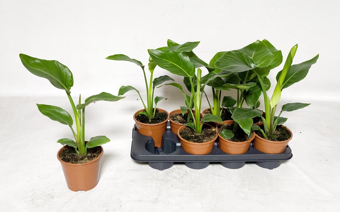 <h4>STRELITZIA NICOLAI</h4>