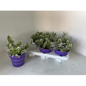 Tradescantia albiflora Nanouk 12Ø 16cm