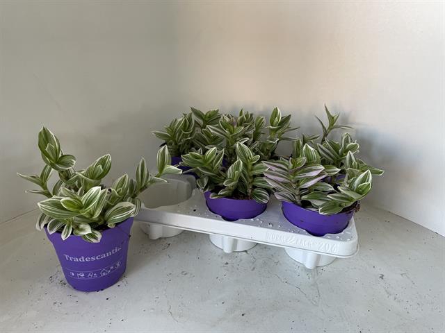 Tradescantia albiflora Nanouk 12Ø 16cm