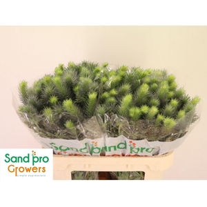 ERYNG PACIFIC BLUE SKY ERYN PACIFI