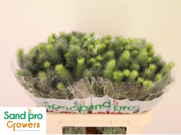 <h4>ERYNG PACIFIC BLUE SKY ERYN PACIFI</h4>