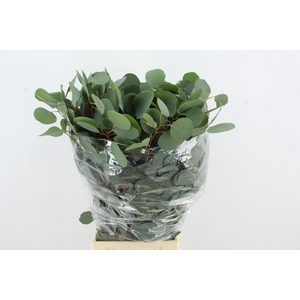 EUC POPULUS MEDAGLIA 300GR