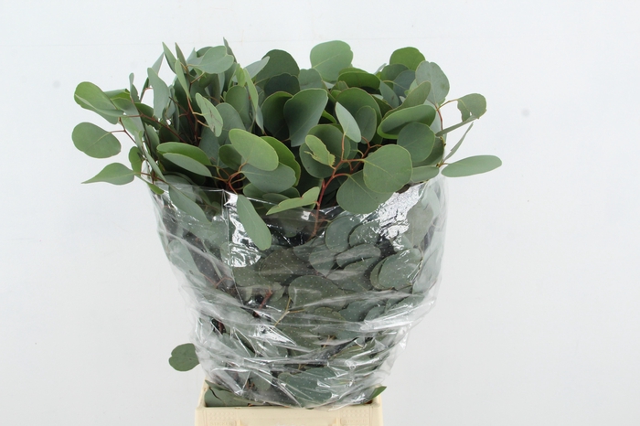 <h4>EUC POPULUS MEDAGLIA 300GR</h4>