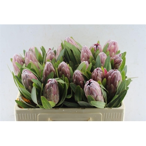 Protea Pink Ice