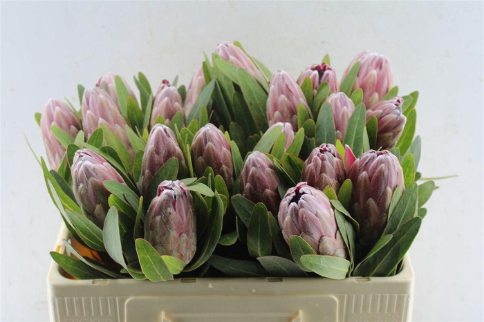<h4>Protea Pink Ice</h4>