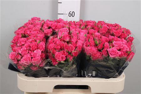 <h4>R Tr Lianne</h4>