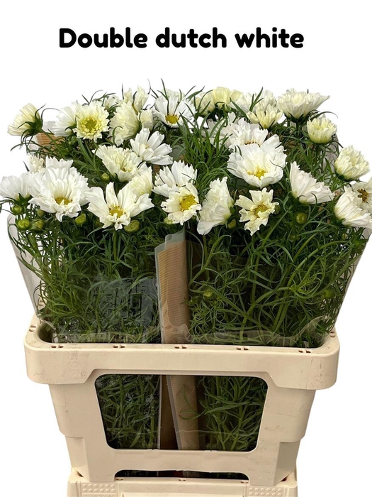 <h4>Cosmos Bipinnatus</h4>