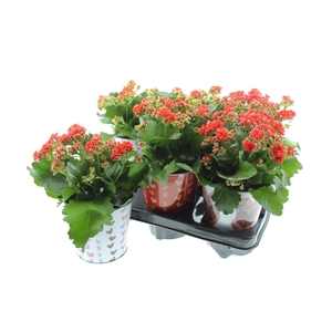 ARR KALANCHOE
