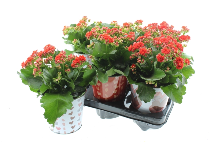 <h4>ARR KALANCHOE</h4>