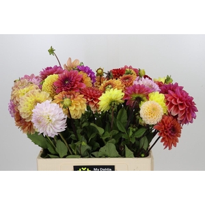 Dahlia Gemengd in bos