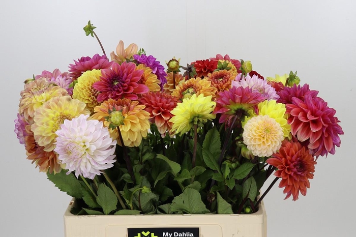 <h4>Dahlia Gemengd in bos</h4>
