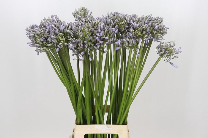 <h4>Agapanthus Silberpfeil</h4>