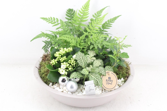 <h4>arr2 PL - Zink taupe schaal - wit</h4>