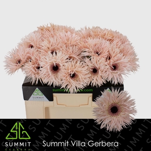Gerbera Spider Cream Springs Water