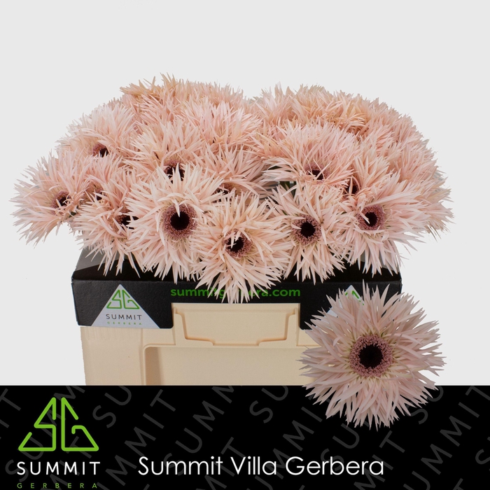 <h4>Gerbera Spider Cream Springs Water</h4>