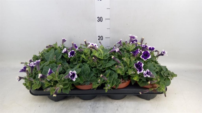<h4>Petunia  'Nightsky'</h4>