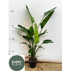 STRELITZIA NICOLAI