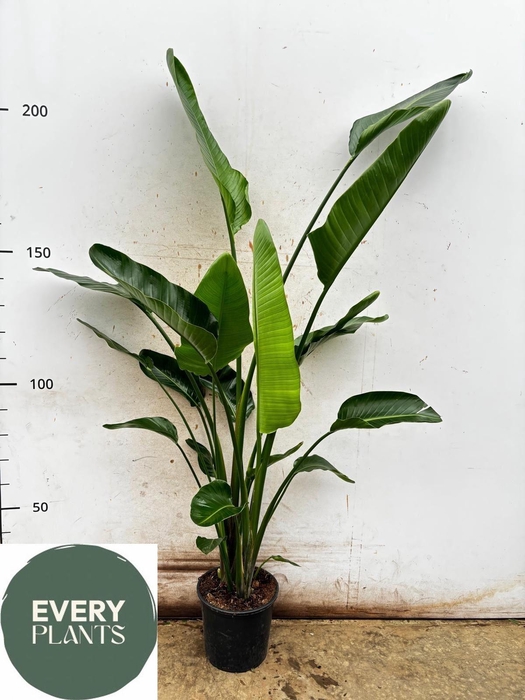 <h4>STRELITZIA NICOLAI</h4>