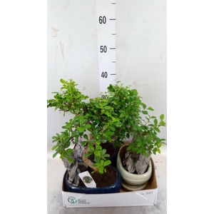 Bonsai   ...mix