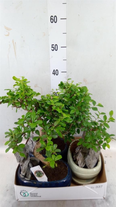 <h4>Bonsai   ...mix</h4>