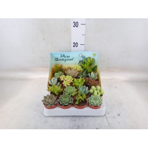 Succulents   ...