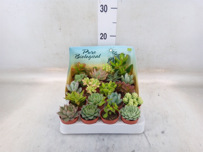<h4>Succulents   ...</h4>