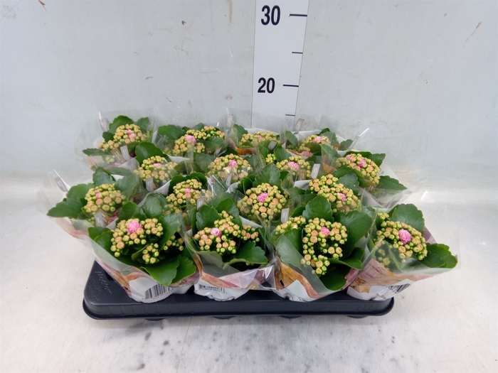 <h4>Kalanchoe blos. 'RosDon Alano'</h4>