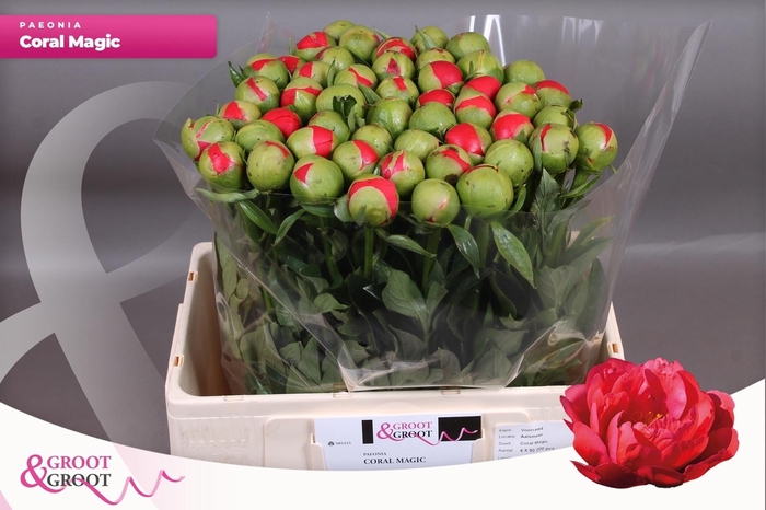 <h4>PAEO CORAL MAGIC</h4>