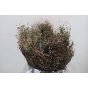 Euph Spinoza Medium 200gr P Bunch