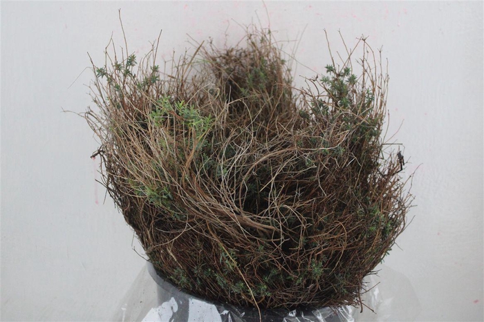 <h4>Euph Spinoza Medium 200gr P Bunch</h4>