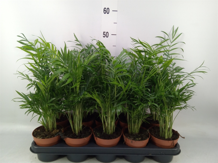 <h4>Chamaedorea elegans</h4>