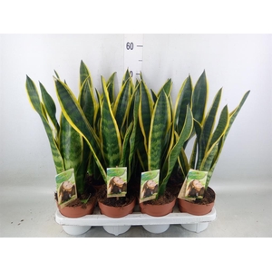 Sansevieria trifa. 'Laurentii'